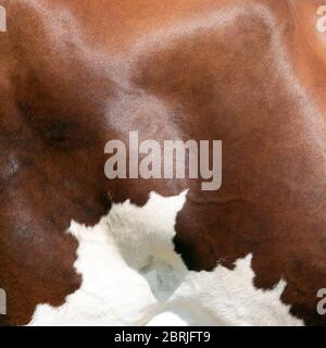 closeup of part of cowhide from red and white spotted cow Stock Photo