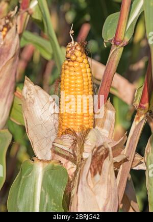 Ripe corn in a close-up before harvest Stock Photo