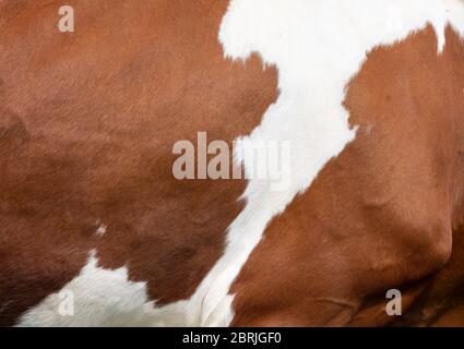 closeup of part of cowhide from red and white spotted cow Stock Photo