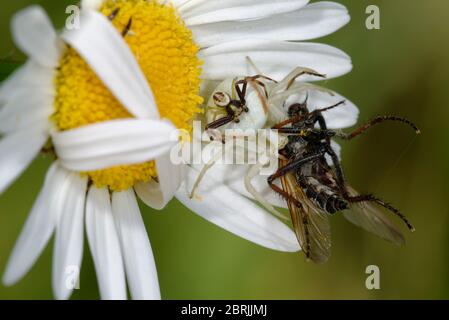 Female Crab Spider with male on back - Misumena vatia  on Ox Eye Daisy - Leucanthemum vulgare with fly prey Stock Photo