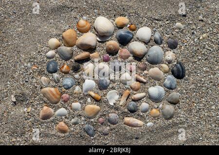Colorful sea shell arrangement on a coarse sand of Florida beach Stock Photo