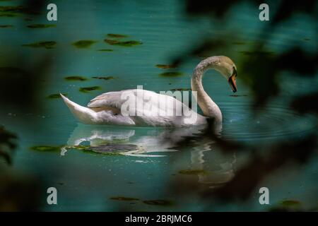 Close up of swan seen through foliage swimming on colourful  lake with yellow algae in Wiltshire, UKin Wiltshire, UK Stock Photo