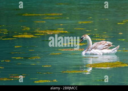 Close up of juvenile swan swimming on colourful  lake with yellow algae in Wiltshire, UK Stock Photo