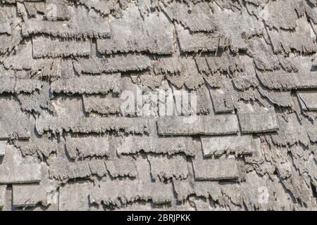 Badly decaying and rotting wooden shingle roof /shingle roof tiles ...