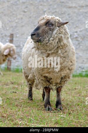 portrait sheep isolated on white background Stock Photo - Alamy