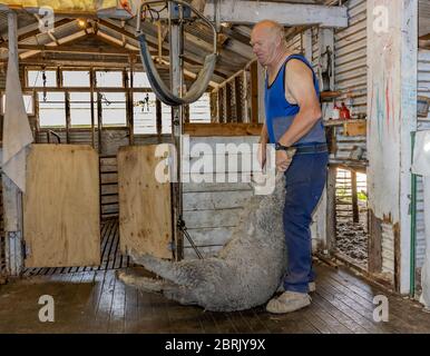 Kangaroo Island, Australia - March 9th, 2020: A farmer preparing a merino sheep for shearing. Stock Photo