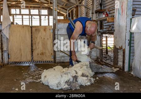 Kangaroo Island, Australia - March 9th, 2020: A farmer almost finishing shearing a merino sheep in Kangaroo island, Australia Stock Photo