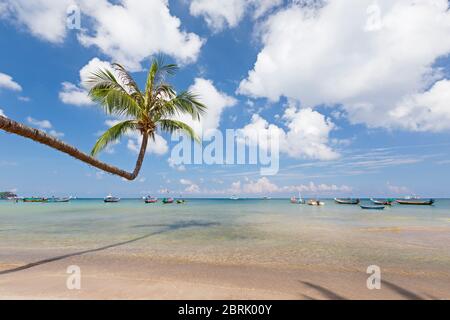 Bending tree on Sairee beach, Koh Tao, Thailand Stock Photo