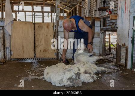 Kangaroo Island, Australia - March 9th, 2020: A farmer at the end of shearing a merino sheep in Kangaroo island, Australia Stock Photo