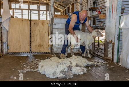 Kangaroo Island, Australia - March 9th, 2020: A Merino sheep after it was sheared, beside the wool that was taken off it. Stock Photo