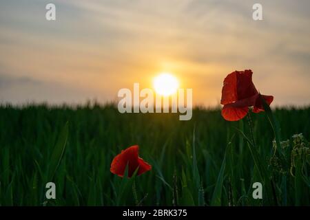 A pair of red poppies with the sun shining through the petals, against a blurred background of a green field on a summer's evening in Norfolk, England Stock Photo
