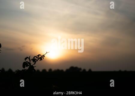 A silhouette of a small branch from a bramble bush against a blurred background of the sun setting on a summer's evening in Norfolk, England Stock Photo