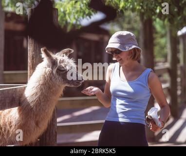 Teenage girl feeding Alpaca (Vicugna pacos) in Willowbank Wildlife Reserve, Harewood, Christchurch, Canterbury Region, New Zealand Stock Photo