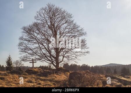 big old tree and wooden cross on a stone hilltop, forests and blue sky in the background Stock Photo