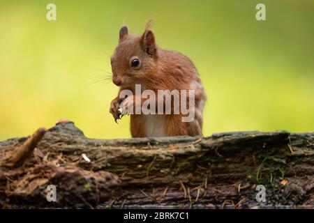 A Red Squirrel (Sciurus vulgaris) ventures out in the forests of the Yorkshire Dales, UK on 21st May 2020. In Great Britain, numbers have decreased drastically in recent years. This decline is associated with the introduction by humans of the Eastern grey squirrel (Sciurus carolinensis). It is believed that around 85% of the UK’s red squirrel population live in Scotland. Elsewhere, they have been seen to live in coniferous, pine woods. During May and June they will shed their winter coat for a much thinner fur which is usually more red in colour. Credit: Anthony Wallbank/Alamy Live News Stock Photo