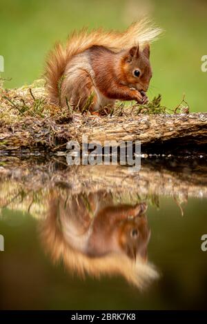 A Red Squirrel (Sciurus vulgaris) ventures out in the forests of the Yorkshire Dales, UK on 21st May 2020. In Great Britain, numbers have decreased drastically in recent years. This decline is associated with the introduction by humans of the Eastern grey squirrel (Sciurus carolinensis). It is believed that around 85% of the UK’s red squirrel population live in Scotland. Elsewhere, they have been seen to live in coniferous, pine woods. During May and June they will shed their winter coat for a much thinner fur which is usually more red in colour. Credit: Anthony Wallbank/Alamy Live News Stock Photo