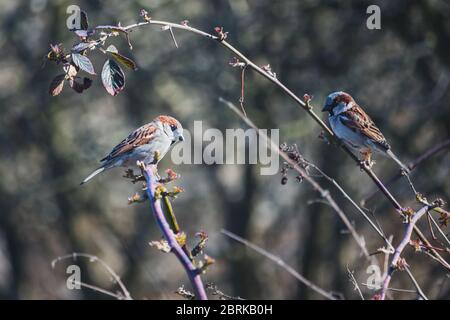 birds - two sparrows on a bush Stock Photo