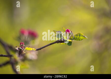 red apple buds - flowering buds on apple tree twigs Stock Photo