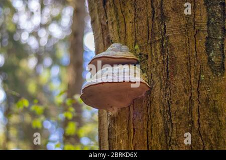 Polyporus - mushroom on a tree trunk, in the forest, close up view Stock Photo