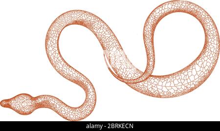 Hand drawn vintage snake illustration. Graphic sketch for posters, tattoos, clothes, design t-shirts, pins, stripes, badges, stickers. Poisonous Stock Vector