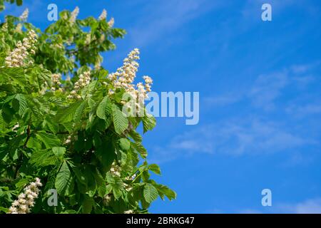 White candles of a blossoming chestnut on a background of blue sky. Flowers of Aesculus Hippocastanum with a space for your text Stock Photo