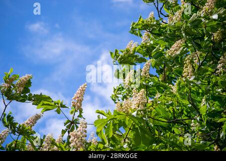 White candles of a blossoming chestnut on a background of blue sky. Flowers of Aesculus Hippocastanum with a space for your text Stock Photo