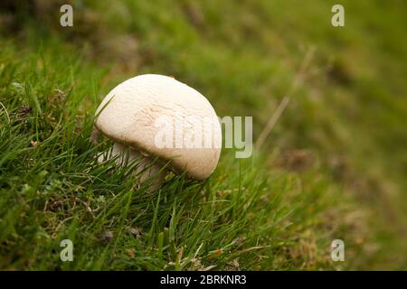 Agaricus arvensis, commonly known as the horse mushroom Stock Photo