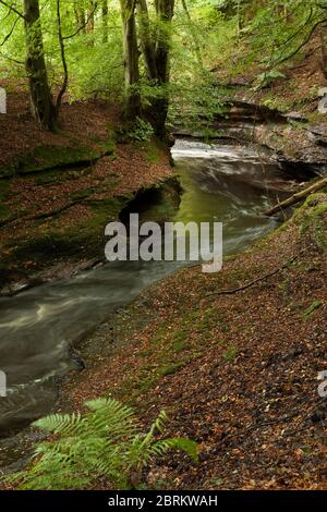 The River Gelt in an autumnal Gelt Woods, Cumbria Stock Photo