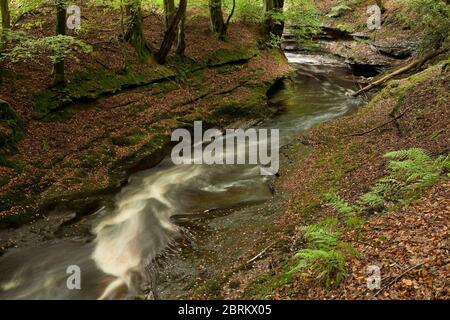 The River Gelt in an autumnal Gelt Woods, Cumbria Stock Photo