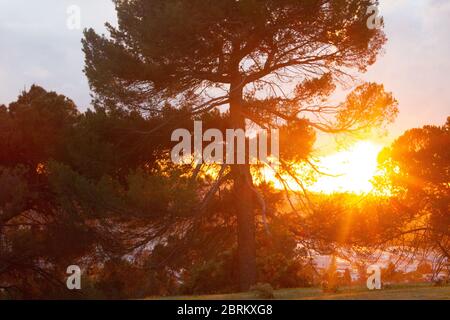 pine trees with firey sunburst and rays coloring trees red and orange in silhouette Stock Photo