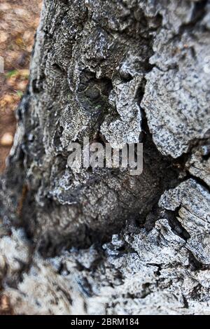 rough intricate  texture of the california live oak tree  in sunlight Stock Photo