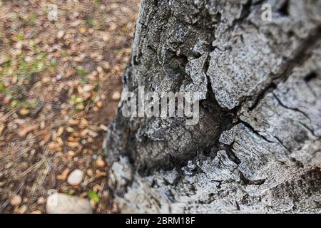 rough intricate  texture of the california live oak tree  in sunlight Stock Photo
