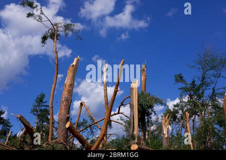 Waldschaden nach Gewitter, Sturmschaden Stock Photo