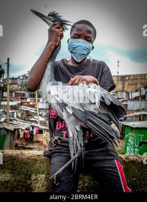 Nairobi, Kenya. 1st Jan, 2020. A young boy in his safety face mask as a precaution poses with an injured bird amidst the corona virus pandemic.With citizens living packed close to each other, it's more difficult to manage social distancing and the always existing hard times with the hustle, most residents are not able to cope up with the government imposed curfew thus a slight change in daily life for the Kibera slum dwellers. Credit: Donwilson Odhiambo/SOPA Images/ZUMA Wire/Alamy Live News Stock Photo