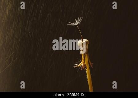 Single dandelion seed with droplets on a dandelion with sun flare Stock Photo