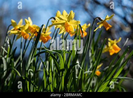 Spring in a London park with a drift of Daffodils (aka narcissus and jonquil), flowering perennials of the amaryllis family. Stock Photo
