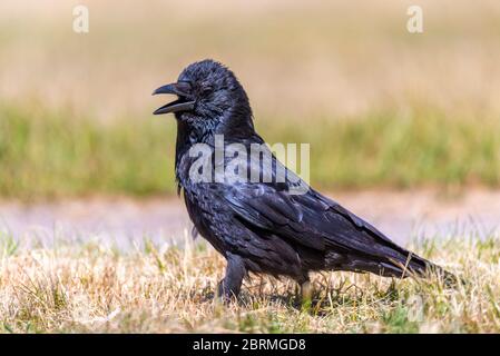 Carrion crow, Corvus corone, walking on the ground in a park in Cranford, London, UK. A passerine bird of the family Corvidae and the genus Corvus Stock Photo