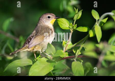 Female common yellowthroat during spring migration Stock Photo