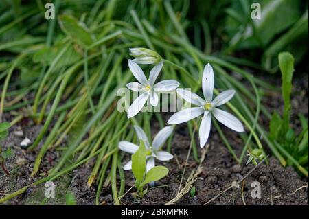 Ornithogalum umbellatum, the garden star-of-Bethlehem, grass lily, nap-at-noon, or eleven-o'clock lady Stock Photo