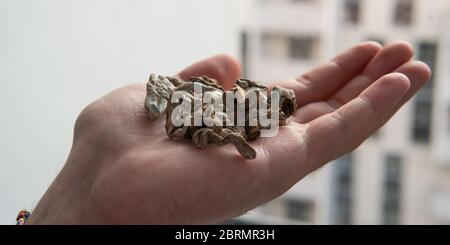 Biohacking and brain development with magic mushrooms. Stock Photo