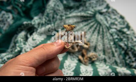 Biohacking and brain development with magic mushrooms. Stock Photo