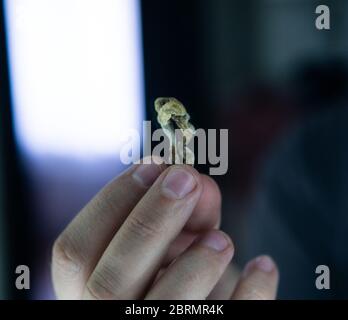 Biohacking and brain development with magic mushrooms. Stock Photo