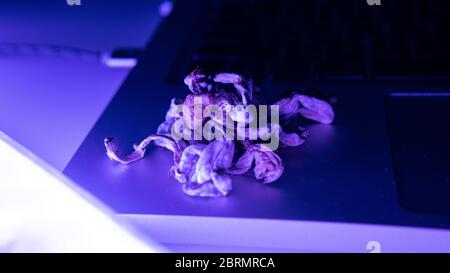 Strains of psilocybin mushrooms close-up Stock Photo