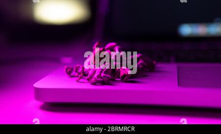 Strains of psilocybin mushrooms close-up Stock Photo