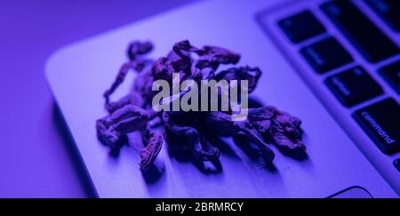 Biohacking and brain development with magic mushrooms. Stock Photo