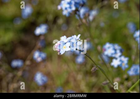Myosotis sylvatica the wood forget-me-not Stock Photo