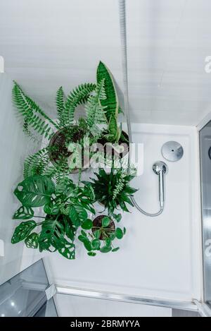 philodendron gloriosum zebra Philodendron Gloriosum – Coollective Plants