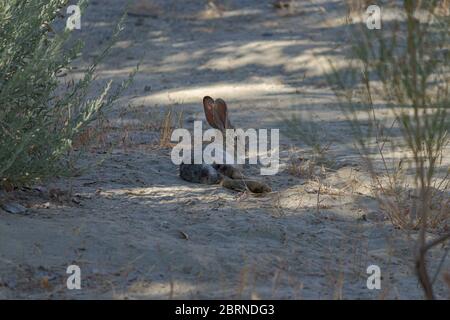 wild jack rabbit or hare laying in the shade near bushes in mottled light Stock Photo