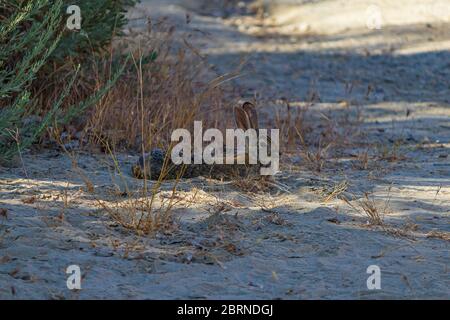 wild jack rabbit or hare laying in the shade near bushes in mottled light Stock Photo