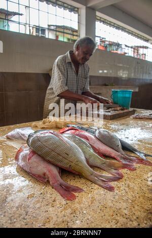 Fishmonger gutting fresh catch of the day in fish market Stock Photo